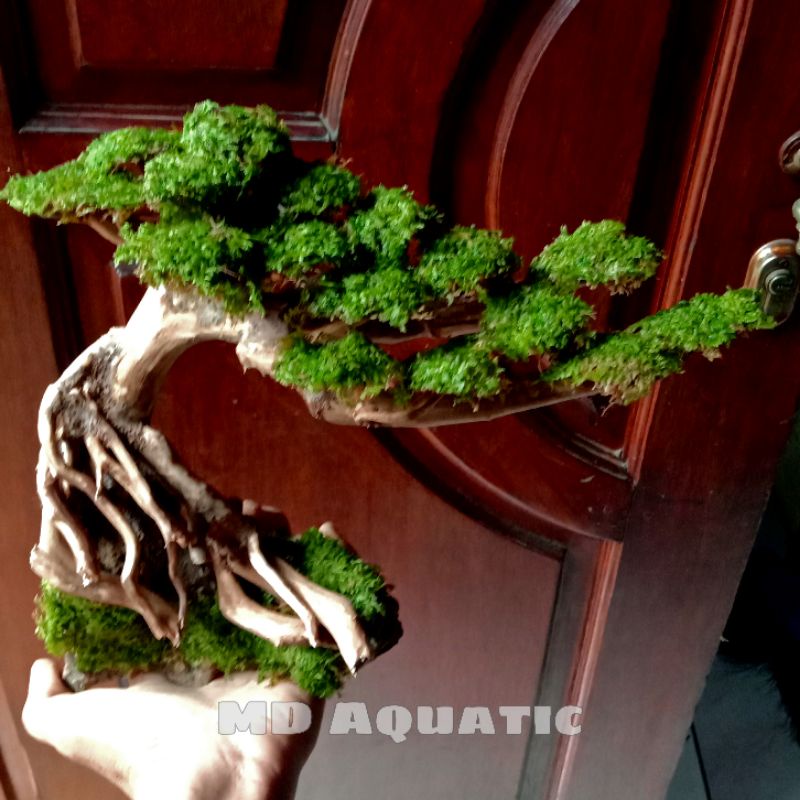 Bonsai Aquascape Miring Promo Gratis Moss Weeping