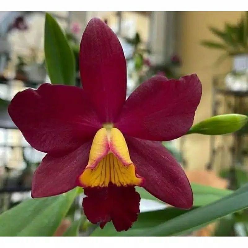 anggrek cattleya dewasa