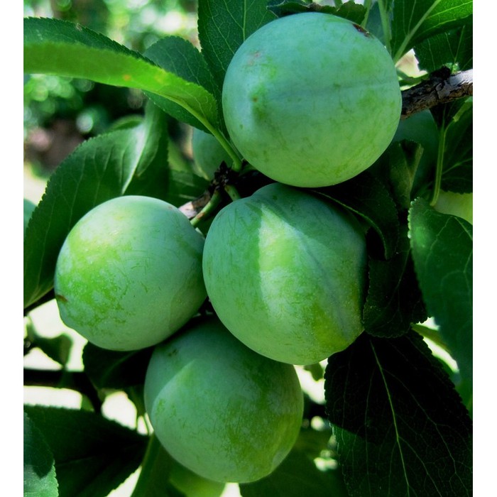 Bibit Tanaman Buah Plum Hijau