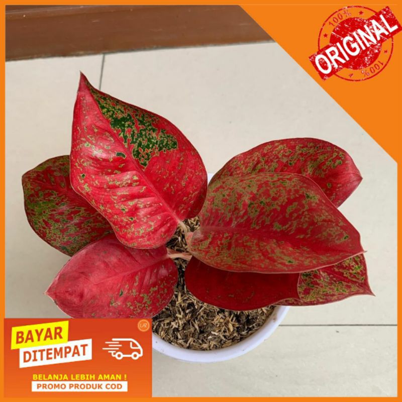 Aglonema Stardust / Tanaman Hias Aglonema Stardust