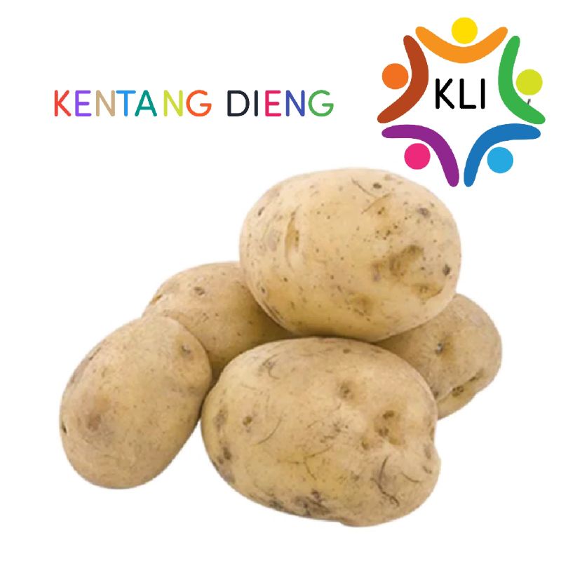 

kentang dieng besar