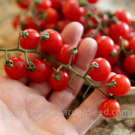 Benih Tomat, Cherry Tomato Small Red Cherry - Home Garden Seed