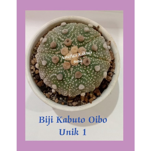 MURAH Biji Kaktus Astro Astrophytum Kabuto Oibo Unik 1