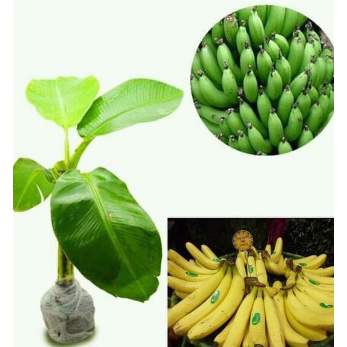 TERBAIK Pisang Cavendish Super / Sunpride / Bibit Benih Tanaman Pohon Buah Po TERMURAH