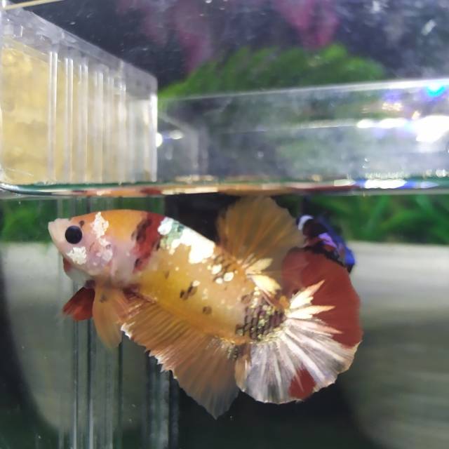 Cupang nemo gold yellow base grade ++