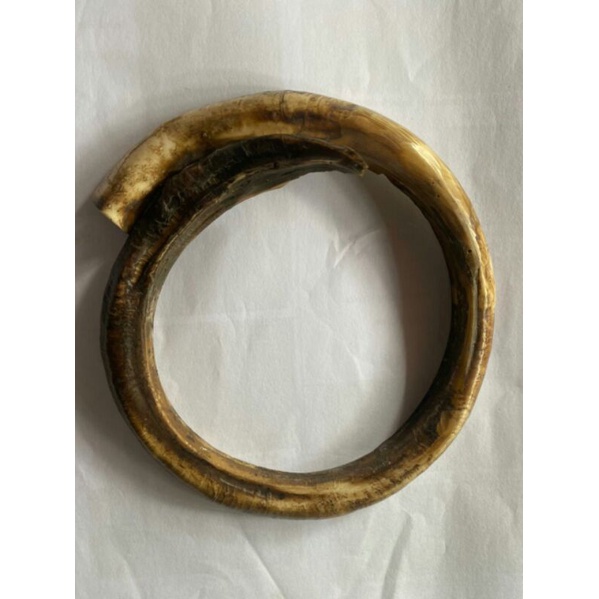 taring babi melingkar jumbo