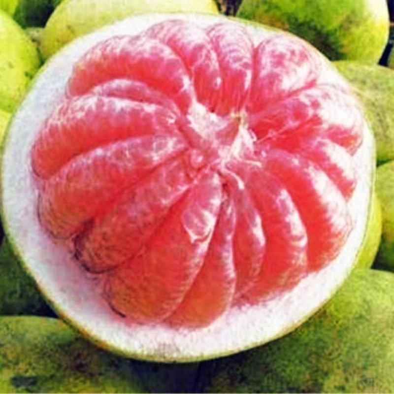 

Buah jeruk pamelo bageng pati