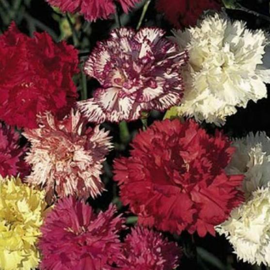 Dijual 10 Biji Benih Bibit Bunga Carnation Choice Double Mixed Dianthus Anyelir Mudah Tumbuh Import Shopee Indonesia