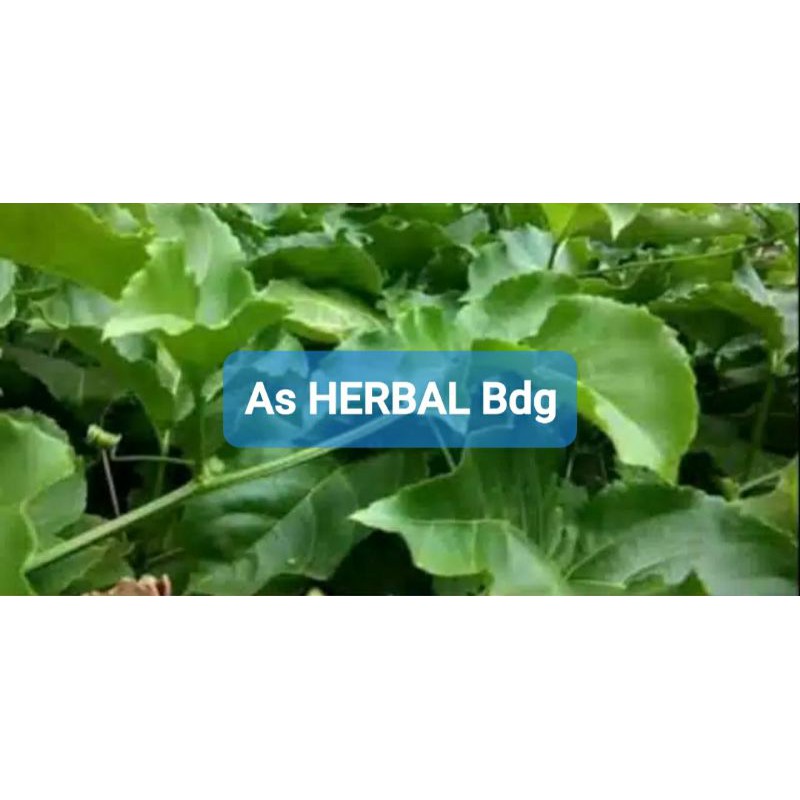 

Daun markisa segar 500 gram / daun buah markisa-az