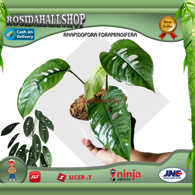 Rhapidopora Foraminifera Tanaman Hias Rambat Cantik
