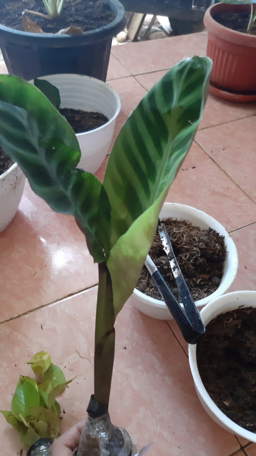 Tanaman Hias Hidup Calathea Zebrina Bunga Chalathea Zebra Murah Indoor Outdoor