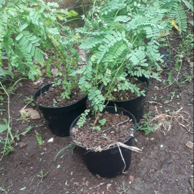 Pohon saga - daun saga