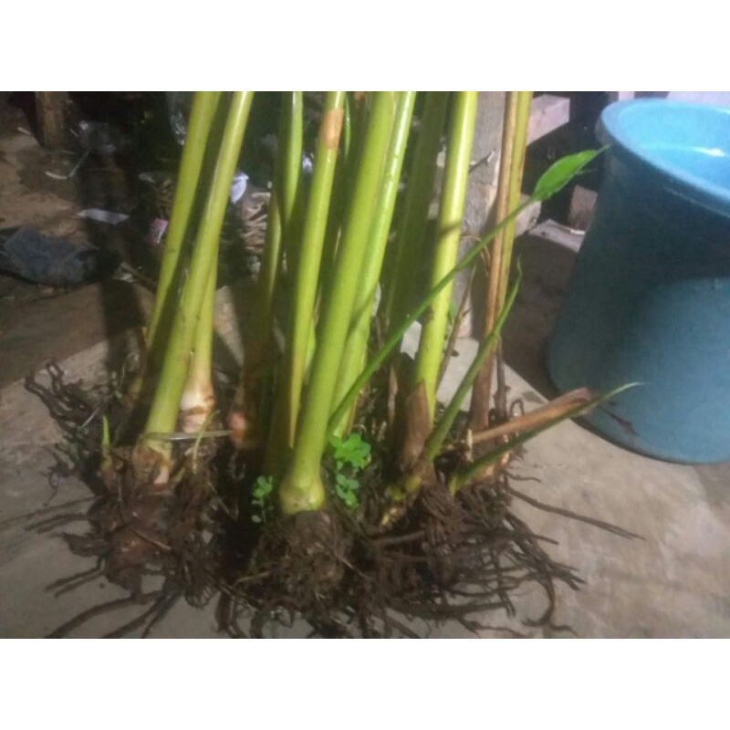 bibit kapulaga hijau/india