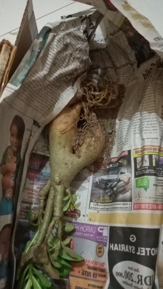 Bibit Bunga Kamboja Jepang Adenium Triple 1 Batang 3 Warna Terbaru 2019