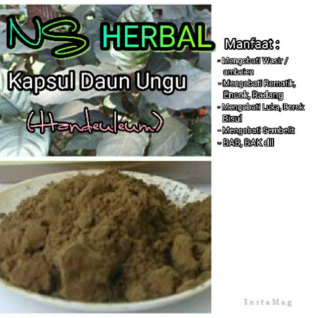 Kapsul daun ungu  wungu / handeuleum / herbal wasir ambeien / kesehatan pencernaan rematik 70 kapsul