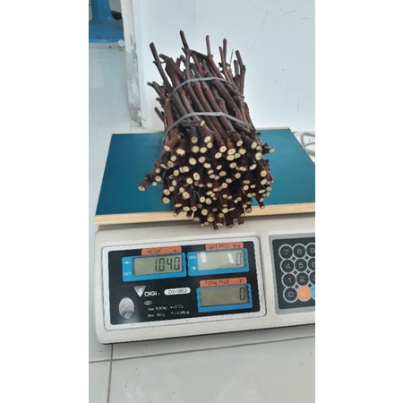 Cutting Anggur Isabella