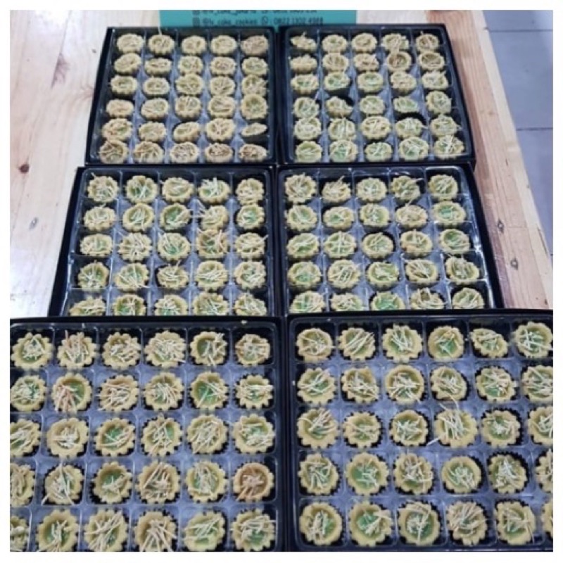 

kue kering pie sisu pandan mini