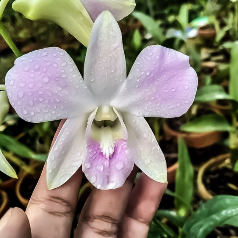 Anggrek Dendrobium Dewasa Pink Happy