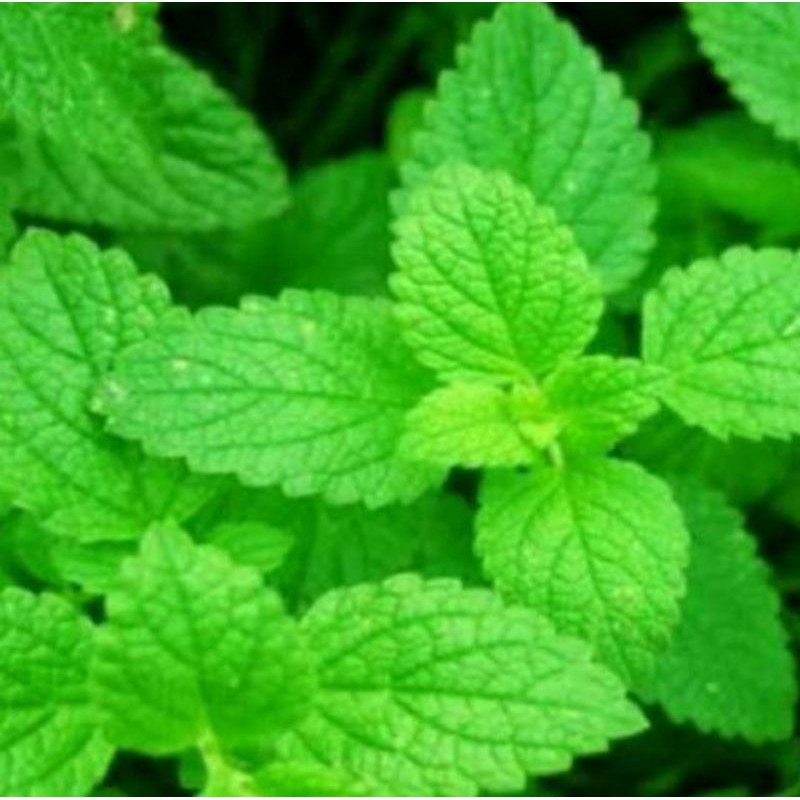 Benih / Bibit Daun mint / Papert mint unggul