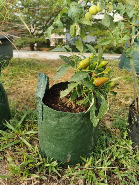 planter bag 75 &amp; 11 liter pot bibit terpal plant bag pot tanaman plastik polybag