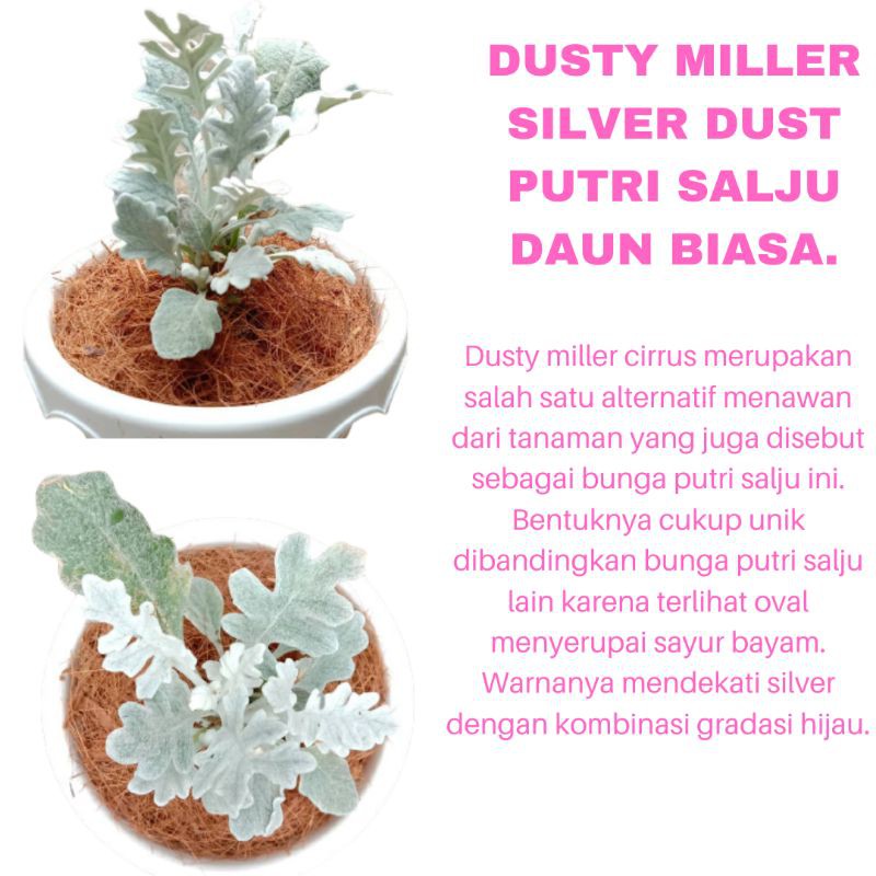 PROMO TANAMAN HIAS BUNGA DUSTY MILLER SILVER DUST PUTRI SALJU DAUN BIASA KUALITAS SUPER | COD