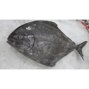 

Bawal Hitam Jumbo