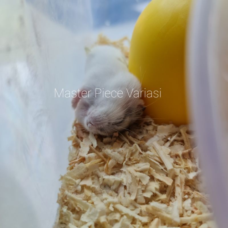 Anakan Hamster/Baby Hamster Campbell