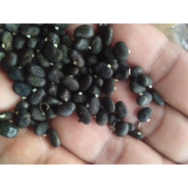 Biji bunga telang biru