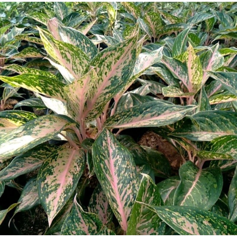 Aglonema Silver bell aglonema