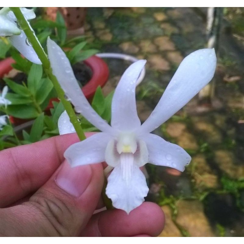 kekii anggrek dendrobium capung jawa caisar