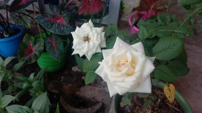 Kou-cha Glass Water Bottle Botol Air Minum Kaca Tumbler 350ml Saringan Teh Infused Water Bpa-free