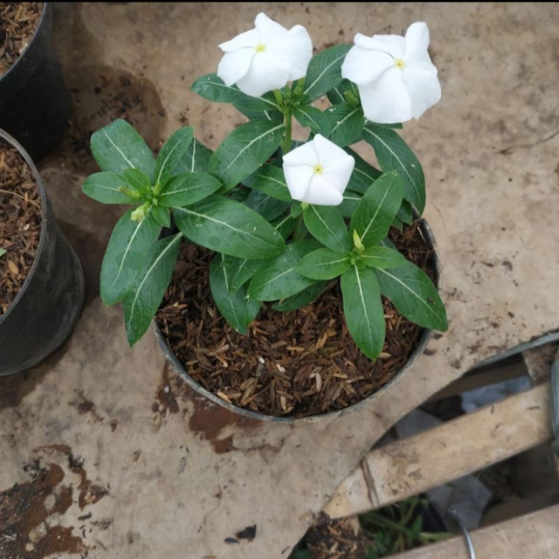 tanaman hias vinca putih