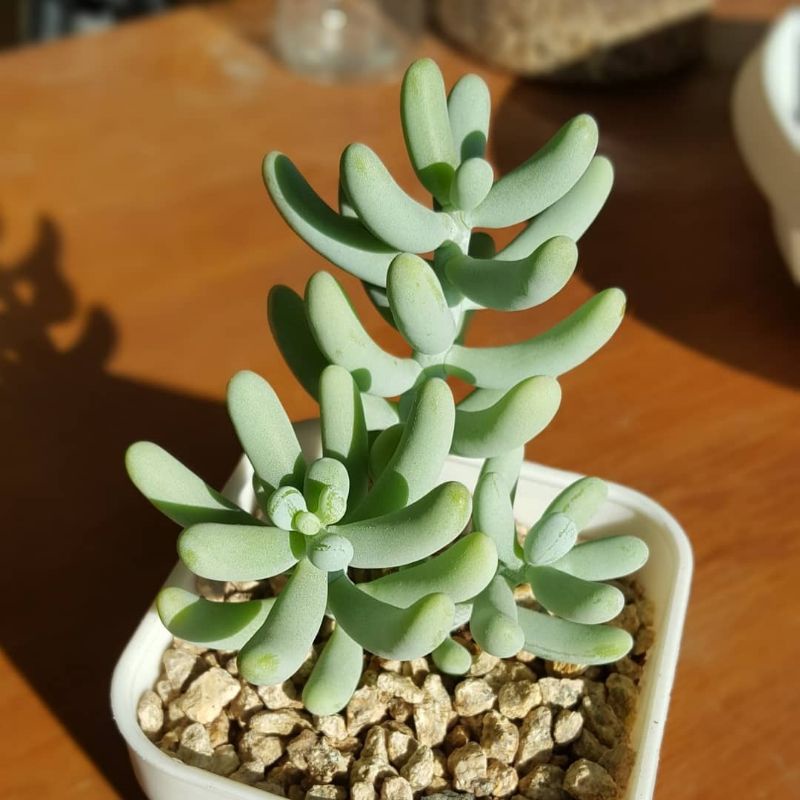 Sukulen Sedum Allantoides
