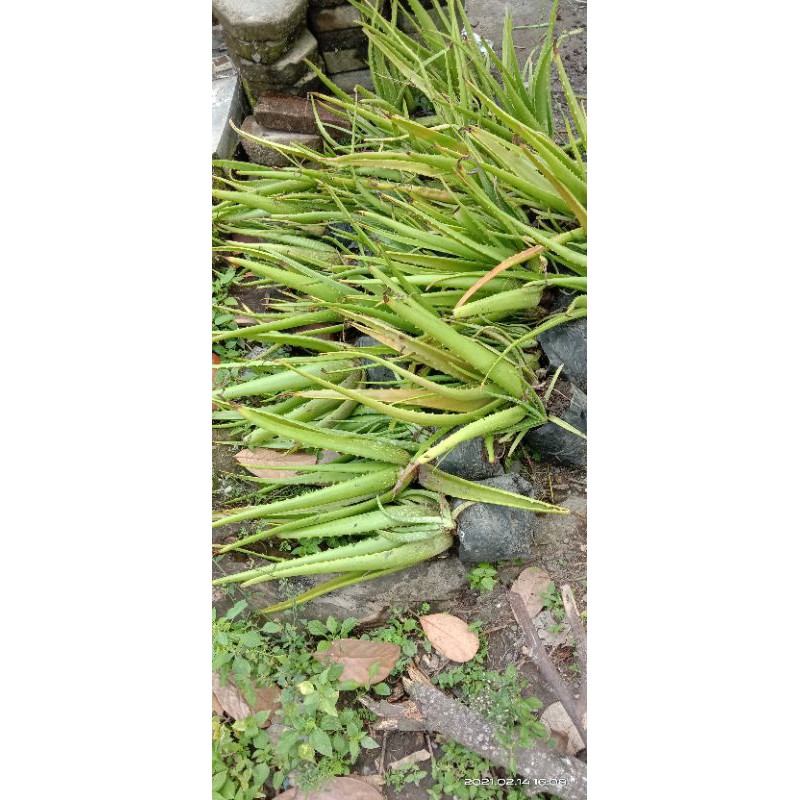 Bibit Lidah Buaya Sinenchis - JUMBO KALIMANTAN