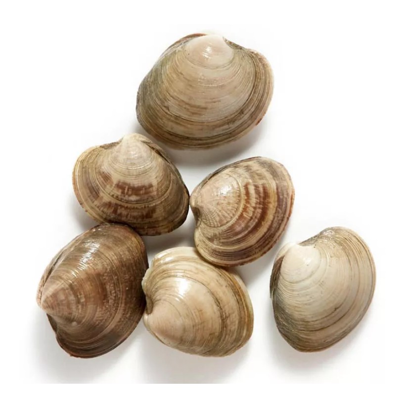 

Kerang Madu Segar 1Kg