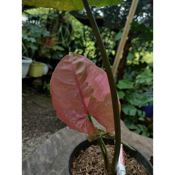 Syngonium Strawberry Ice Original