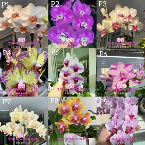 Seedling Besar Anggrek Bulan Taiwan hybrid 6-7 bulan