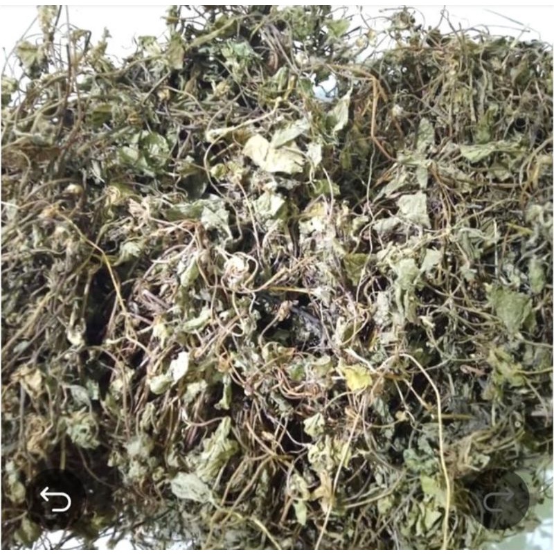 

Daun Pegagan Kering 100gr - Antanan - Daun Kaki Kuda Asli