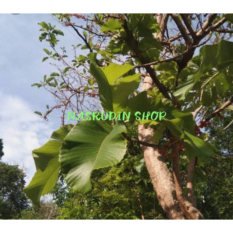 

KULIT POHON SEMPUR / KULIT KAYU SEMPUR / SIMPUR | SEMPU | DILLENIA PENTAGYNA | SIMPOR | SIMPOH | SIMPUR