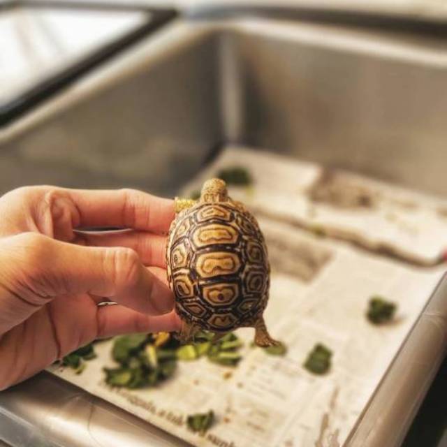 RARE Kura kura darat Snow Pardalis High White Tortoise