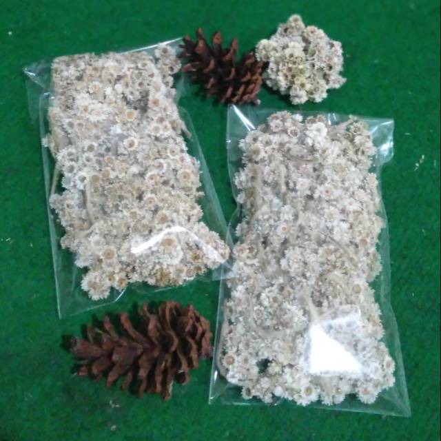 BUNGA EDELWEIS TANPA TANGKAI Shopee Indonesia BUNGA EDELWEIS TANPA TANGKAI Shopee Indonesia
