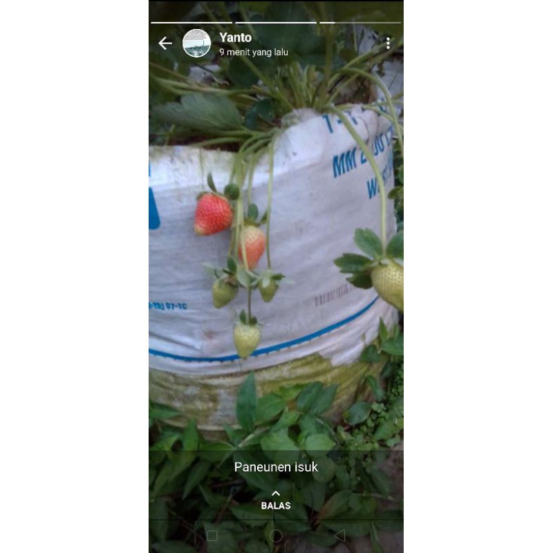 

Strawberry