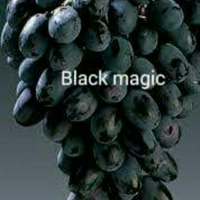 bibit anggur impor black magic