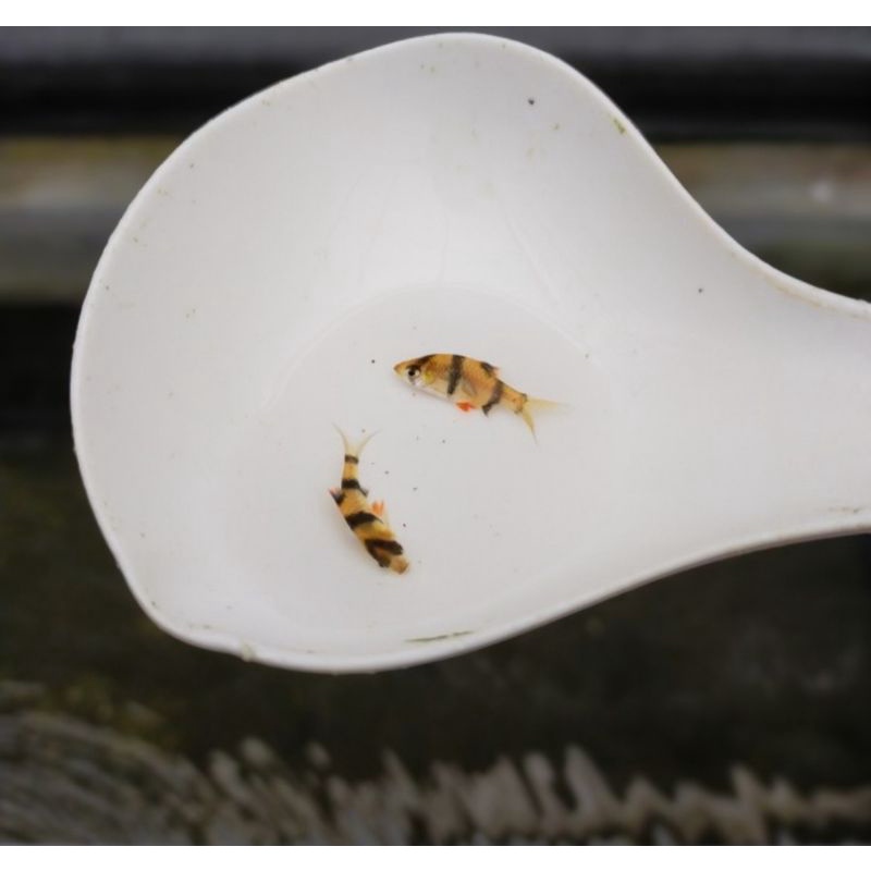 ikan hias sumatra
