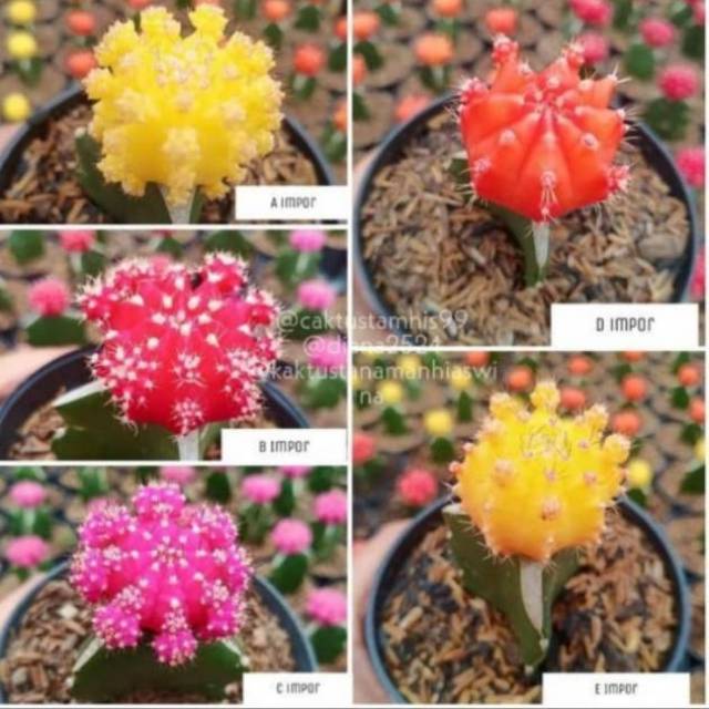 Kaktus impor thailand size medium