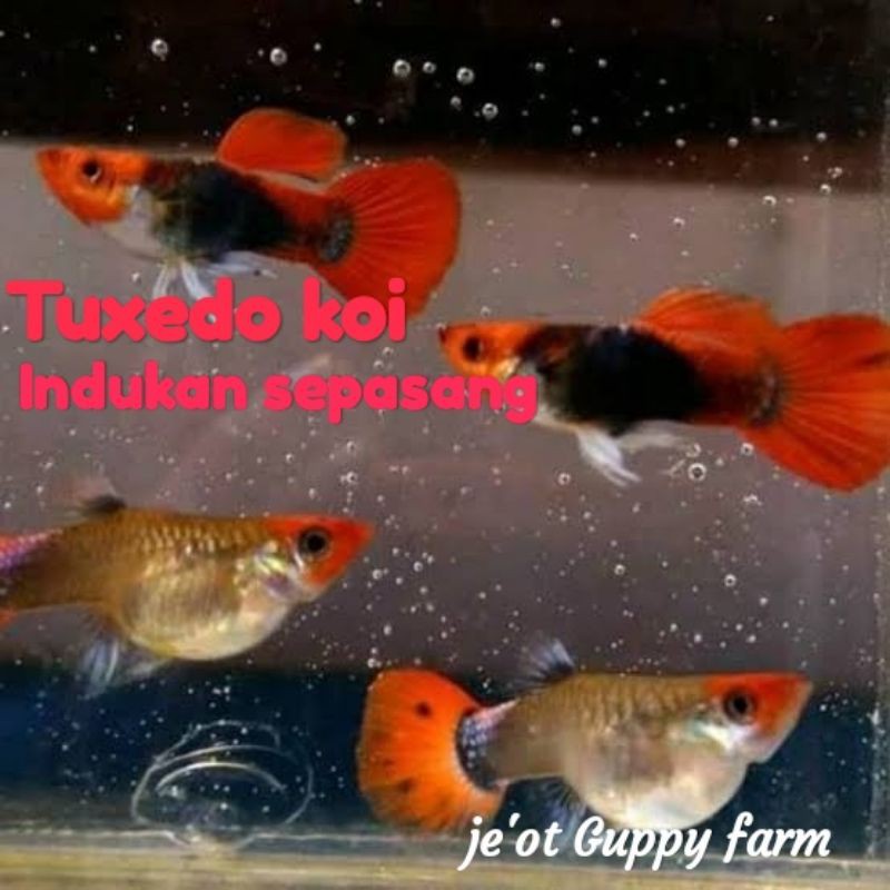ikan hias Guppy Tuxedo koi indukan sepasang