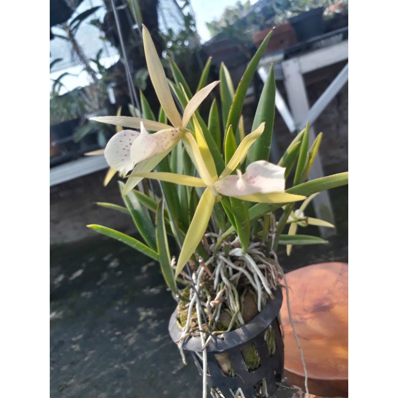 Anggrek Brassavola Little Star x Brassavola Nudosa