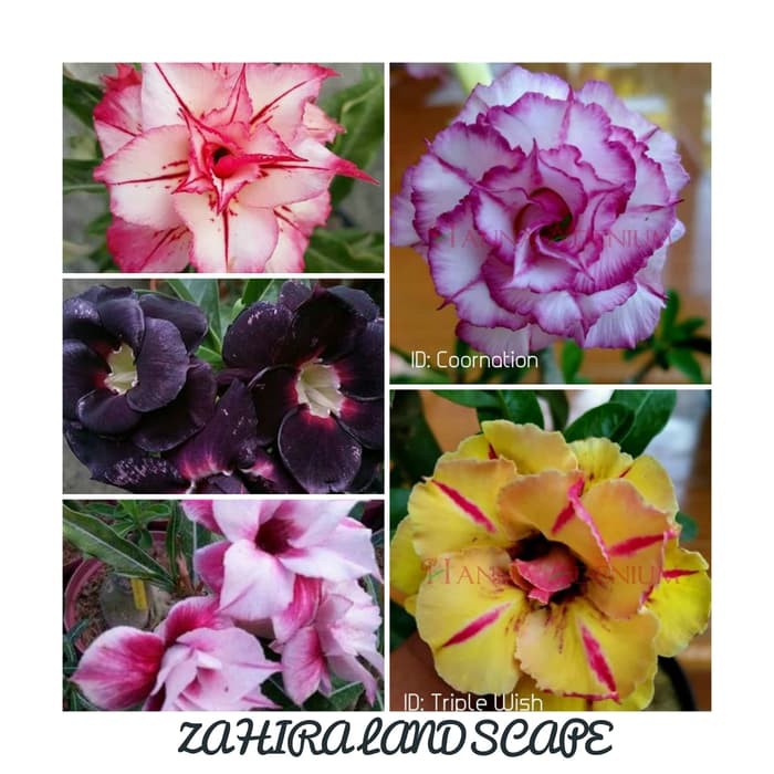 Paket 5 Bibit Kamboja Adenium Terbaik - Most n Best Seller in ZahiraL