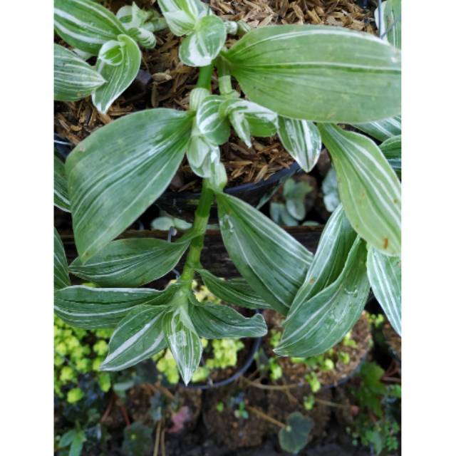 Tanaman Hias Tradescantia Fluminensis