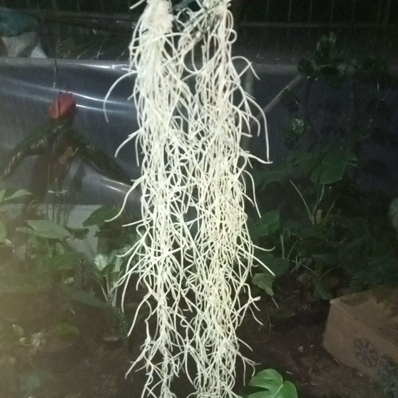 tanaman jenggot musa